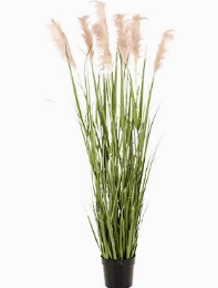 Grass Pampas Bush (9 fl.)