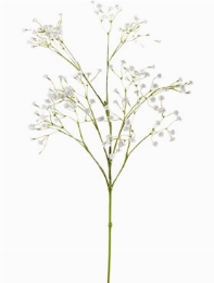 Gypsophila Tak White