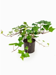 Hedera Montgomery Hanger 30 cm