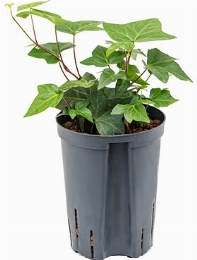 Hedera Montgomery Hanger 45 cm