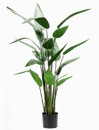 Heliconia Toef (22 lvs.)