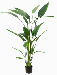 Heliconia Toef (26 lvs.)