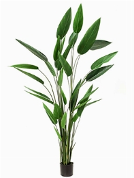 Heliconia Toef (32 lvs.)