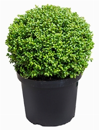 Ilex crenata convexa Bol (30) 50 cm