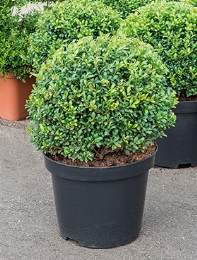 Ilex crenata convexa Bol (35) 55 cm