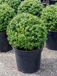 Ilex crenata convexa Bol (40) 60 cm