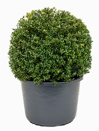 Ilex crenata convexa Bol (50) 70 cm