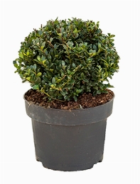 Ilex crenata dark green Bol (25) 45 cm