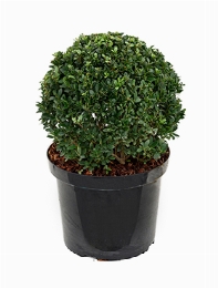 Ilex crenata dark green Bol (35) 55 cm