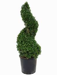 Ilex crenata dark green Spiraal 120 cm