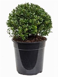 Ilex crenata maxima Bol (25) 45 cm