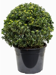 Ilex crenata maxima Bol (60) 90 cm