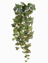 Ivy Hanging Bush