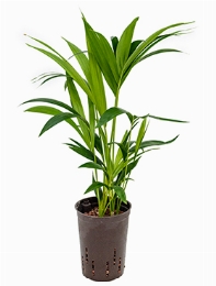 Kentia (howea) forsteriana Toef 3pp 60 cm