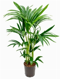 Kentia (howea) forsteriana Toef 6pp 80 cm