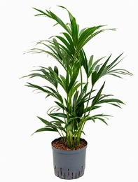 Kentia (howea) forsteriana Toef 8pp 80 cm