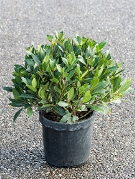 Laurus nobilis Bol (35) 45 cm