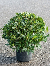 Laurus nobilis Bol (60) 70 cm