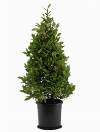 Laurus nobilis Piramide 120 cm