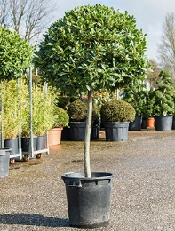 Laurus nobilis Stam 175 cm