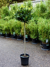 Laurus nobilis Stam|bol (35) 150 cm