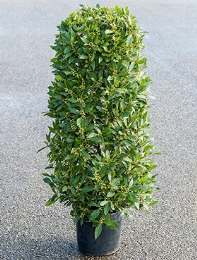 Laurus nobilis Zuil 130 cm