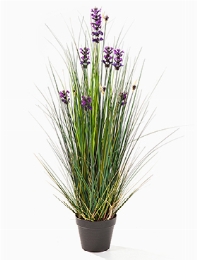 Lavender grass