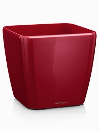 Lechuza Quadro Scarlet red