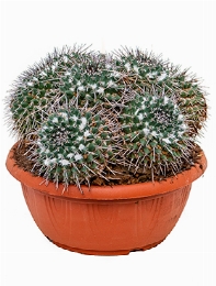 Mammillaria compressa 30 cm