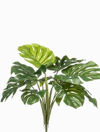 Monstera Bush (10 lvs.)