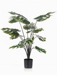 Monstera Toef (12 lvs.)