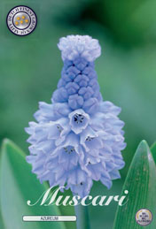 Muscari Azureum met 5 zakjes verpakt a 15 bollen