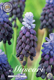 Muscari Latifolium met 5 zakjes verpakt a 15 bollen