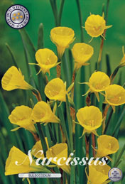 Narcis Bulbocodium met 5 zakjes verpakt a 10 bollen