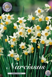 Narcis Canaliculatus met 5 zakjes verpakt a 10 bollen