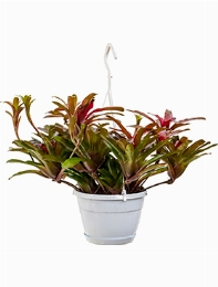 Neoregelia fireball Hanger 50 cm