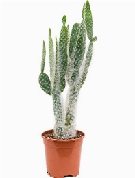 Opuntia blue ale Vertakt 50 cm