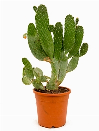 Opuntia consolea Vertakt (60-70) 80 cm