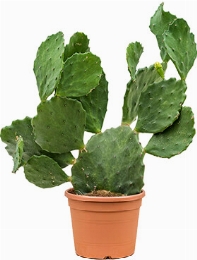 Opuntia seminermis Vertakt 60 cm