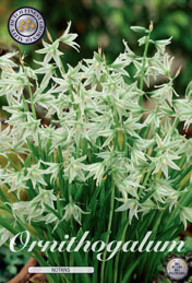 Ornithogalum Nutans met 5 zakjes verpakt a 15 bollen