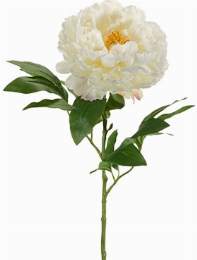 Peony Cream