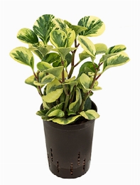 Peperomia green gold variegata Geel|groen 30 cm