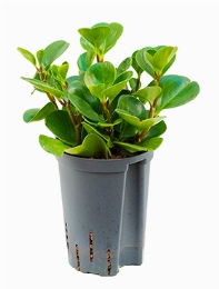 Peperomia obtusifolia green gold Groen 35 cm