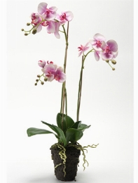 Phalaenopsis Fuchsia