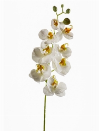 Phalaenopsis Tak White