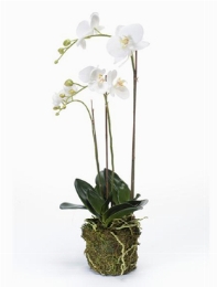 Phalaenopsis White