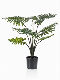 Philodendron Bush (12 lvs.)