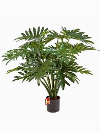 Philodendron Bush (20 lvs.)