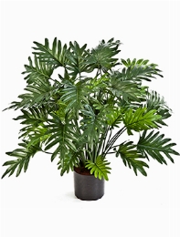 Philodendron Bush (50 lvs.)