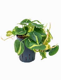 Philodendron Grand Brasil Hanger 25 cm